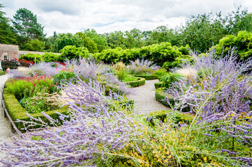 London, United Kingdom - 22 August 2017:
lavender flowers, Beautiful flowers blooming, Fulham Palace