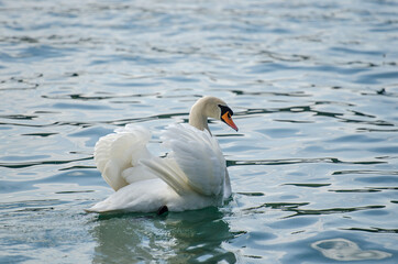 Ein Schwanenmännchen auf dem See