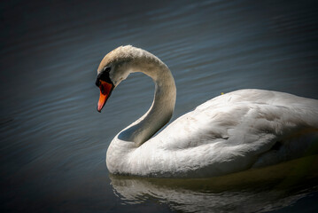 Nahaufnahme von einem Schwan