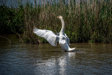 Schwan schlägt mit seinen Flägeln