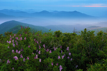 야생화가 핀 함백산 만항재  풍경
