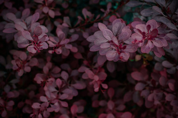 Background deep black purple plant. Pink leaves of a plant on a dark background.