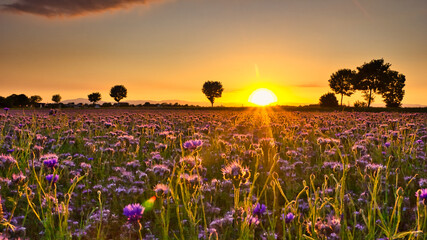 Sonnenuntergang über einem Kornblumenfeld