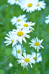 Fototapeta premium daisies in a meadow