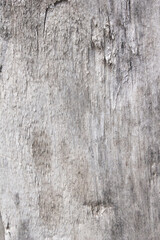 Naklejka premium the bark of a tree painted white. chalk whitewash on wood. white tree. wood white texture