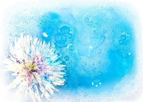 Tender white aster flower in blue pink purple paint splashes floating in the foam water A4 background with copy space for text. A design element for spa ads, natural shampoo soap washing packaging