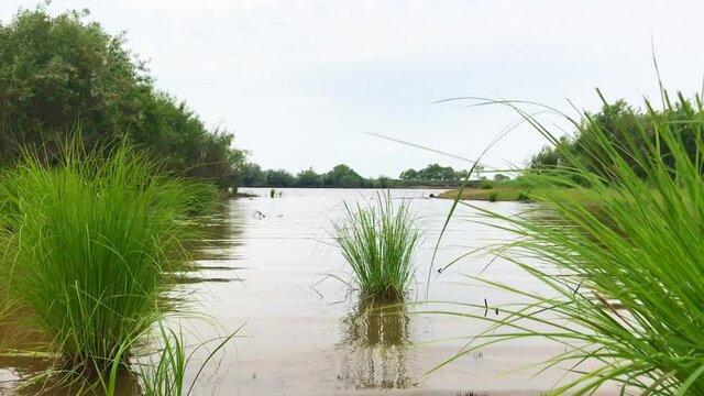 tassocks of green grass on calm river water surface with green trees on the background. Summer windy day on lake shore with grass reflection on water