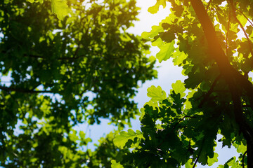 Photo of oak leaves against the sky. bottom view
