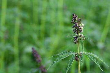Close up of a young canabis plant in a spring field with buds and leaves