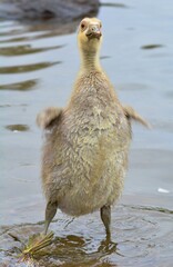 baby goose in the water