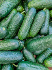 fresh cucumbers in a market