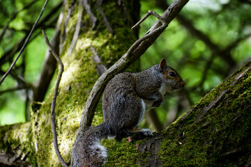 Naklejka na ściany i meble Squirrel up in a tree