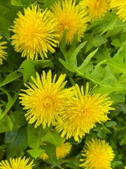 Fototapeta premium dandelions in the grass