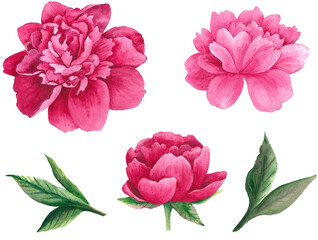 Watercolor peony clipart