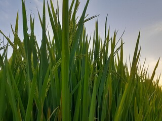 green grass and blue sky