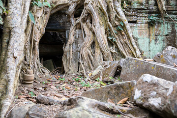 Fototapeta na wymiar Ruins Ta Prohm temple and Banyan Tree Roots, Angkor Wat complex, Siem Reap, Cambodia.