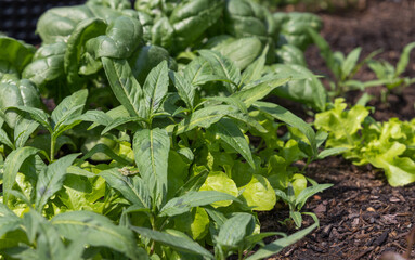 planted salads in a raised bed