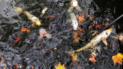 Koi's in a pond