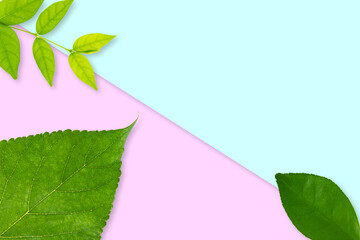 Natural background with green leaves and pink blue color backdrop. Fresh template design