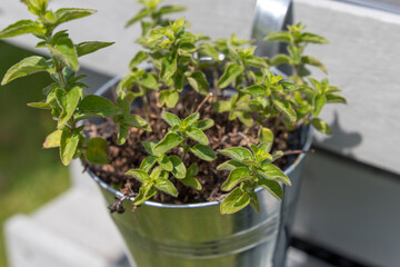 fresh spice of oregano in a plant pot