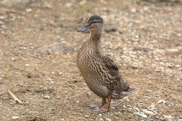 female mallard duck