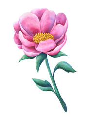 A large, fancy pink flower. Botanical watercolor illustration. Beautiful peony isolated on a white background. Stock image