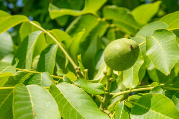 A single green raw walnut hanging on a tree branch. Detail on outer shell structure. Day light on many leaves and green natural background with copy space