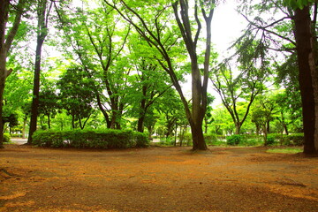 ヒマラヤ杉の枯れ葉散る初夏の公園風景
