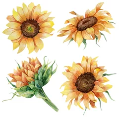 Fotobehang Zonnebloemen Handgetekende aquarel set van realistische botanische zonnebloemen en bladeren
