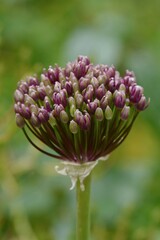 pink and yellow flower of Allium