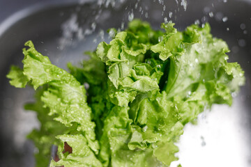 Man's hands washing lettuce leaves. Water flowing on lettuce