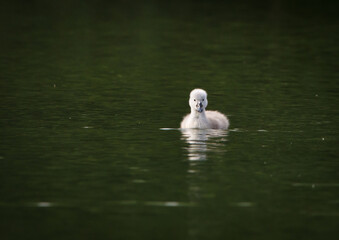 A very small and fluffy little swan, just squabbled, newborn, rests and gaggles at the banks of a lake.  Very cute and awesome.