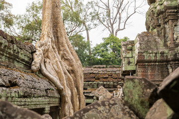 Ruins Ta Prohm temple and Banyan Tree Roots, Angkor Wat complex, Siem Reap, Cambodia.