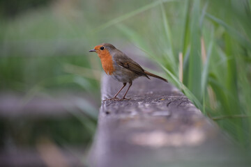 Robin Red Breast on a Bridge