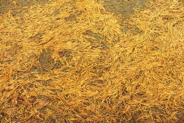 公園の地面に散るヒマラヤ杉の枯れ葉