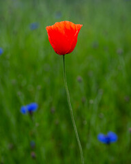 Wild red poppy flower in meadow in summer, a close up with some cornflowers and grass  in background in summer in Latvia
