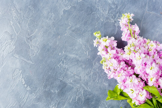 Dark Desktop view with Bouquet of Beautiful lilac mattiola. Copy space. Space for text. Background text space. 