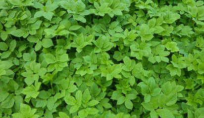 Beautiful green leaves as a nice floral background. Natural high detailed leaves.