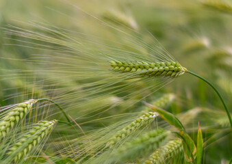 Close Up Green Ears of Wheat