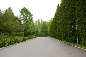 road in the park