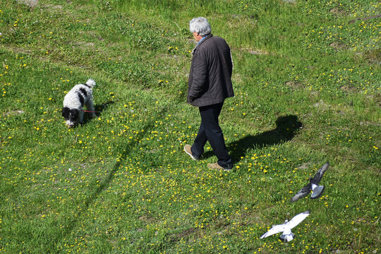 An Elderly Man Walks His Dog In The Early Spring Morning