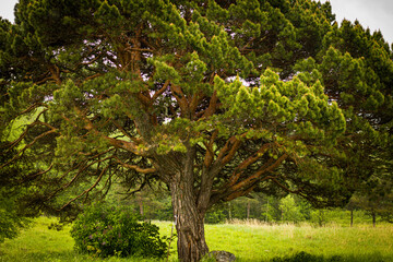 a huge ancient pine tree in the heartland of Russia - obrazy, fototapety, plakaty