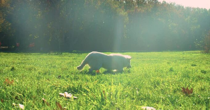 Dog playing and runing in a park medium shot with optic flare slow motion