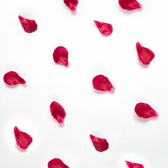 Pattern of rose petals or peonies on a white background are laid out in a diagonal order 