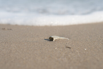 Fototapeta na wymiar The shell lies on the sand