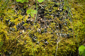 moss and stone after rain