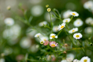 White and pink daisy bellis perennise © 6eva
