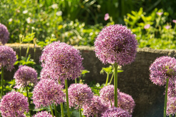 allium flowers in the garden