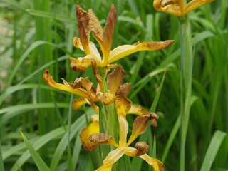 Yellow flowers with spread out petals with blurred green background