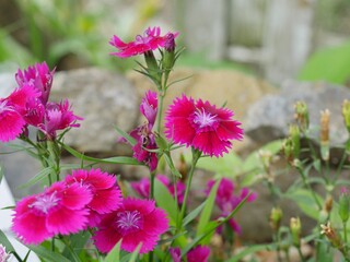 Obraz premium Clusters of bright pink flowers in a garden, with blurred background